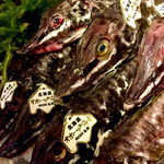 樽八 - 北海道産ハッカク