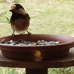 くつきそば 永昌庵 - 