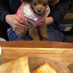 フォレスト ヴェール - くるみ