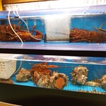 辰寿し - 店内の水槽はこんな感じ