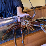 瞬 - 伊勢海老(静岡県産、1kg強)