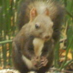 おにぎり家さん - 