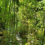 九つ井 - 離れに向かう竹林の道。