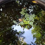 九つ井 - 水盤の中に映る空。