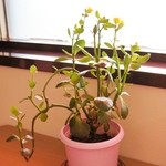 ウィンドー - 店内のご紹介です②（7/19UP）