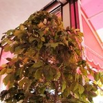 ウィンドー - 店内のご紹介です③（7/19UP）