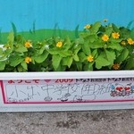 ウィンドー - お店様の入り口付近の花々です①（7/19UP）