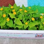 ウィンドー - お店様の入り口付近の花々です②（7/19UP）