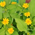 ウィンドー - お店様の入り口付近の花々です③（7/19UP）