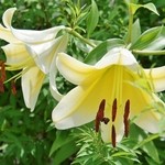 ウィンドー - お店様の入り口付近の花々です④（7/19UP）