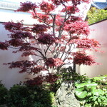 食彩工房 ムッシュMOIZUMI - 坪庭のヤマモミジ