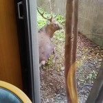 ホテルゆもと登別 - 雄の蝦夷鹿発見