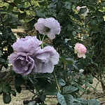 ル・シュクレクール - 中之島のバラ園