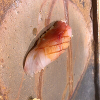 鮨 銀座 おのでら - 