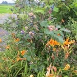 花の季 - 店舗脇にはブルーベリーが実を付けていましたぁ～♪