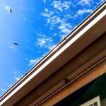 俺のラーメン あっぱれ屋 - 