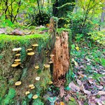 秋神温泉旅館 - 