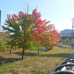 宝中飯店 - 近くの道路沿いの紅葉