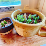 草村サイト - 窓際に可愛いニャンコ