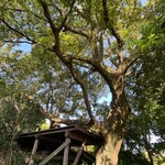 草村サイト - 木登りも出来ますよ！(bﾟv`*)