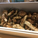 くろぎ - 国産松茸ドル箱
