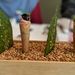 プレヴナンス - 