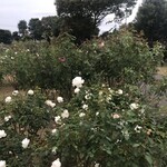 Restaurant Olivier - 