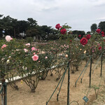 Restaurant Olivier - 