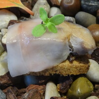 レストラン ラ・フロレゾン・ドゥ・タケウチ - ～L'AMUSE-BOUCHE～秋の情景/キノコのヴァリエーション　vers 2020