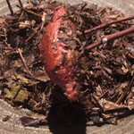 フロリレージュ - 