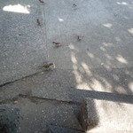 讃岐うどん がもう - うどん好きなすずめは速攻で食べました