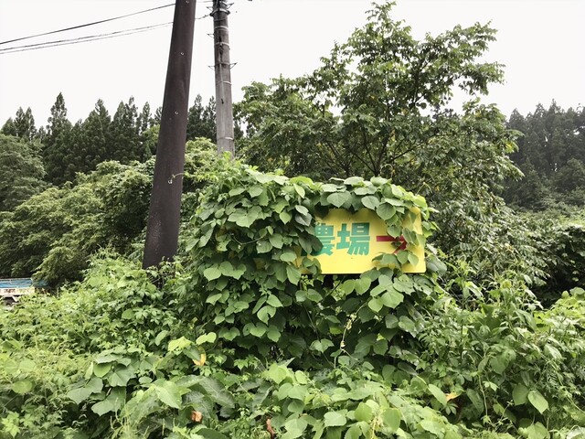 きっかわ（ハピー農場） - 峰吉川（肉料理）の写真