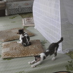 (2012.07)子猫がお出迎え　お刺身大好き