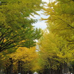 Sobakiri Kuromugi - 北大のポプラ並木（2020年10月）