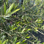 ヴィラ・アイーダ - 