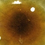 手挽きそば 一心 - 2012.7  天つゆ〜♪