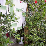 嘉例山房 - のれんの向こうは喫煙席（屋内禁煙）