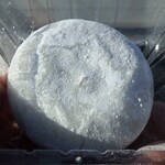 ファミリーマート - 料理写真:ほうじ茶のクリーム大福