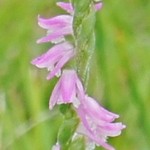 道の駅　いりひろせ - お店の回りを撮影です⑲(7/23UP)