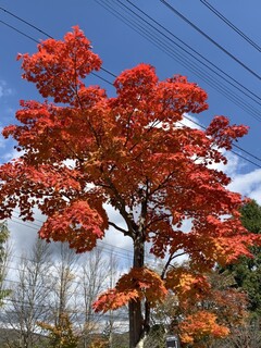 Hamburger Steak Senmon Ten IZUTSUYA