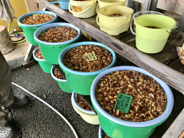 パインテール - 仙北市その他（その他）の写真