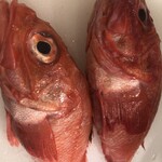 trattoria e poi - 北海道産キンキ