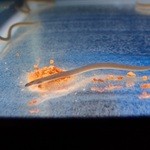 うなぎ亭 友栄 - 