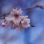 サクラ テーブル - 