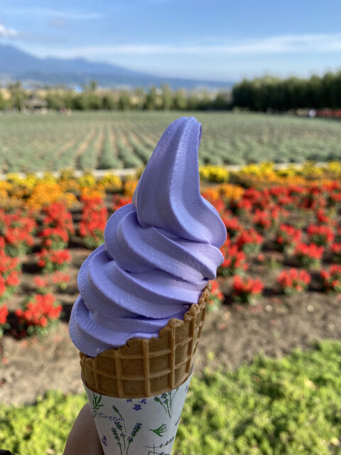 ファーム富田 中富良野 ソフトクリーム 食べログ ファーム富田 中富良野 ソフトクリーム 食べログ