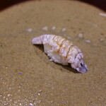 鮨匠 のむら - 蝦蛄(出水産)別名クリスタル蝦蛄
