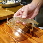 鮨匠 のむら - ゆでる前の活き蝦蛄