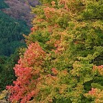 富士宮やきそばアンテナショップ - 田貫湖の紅葉