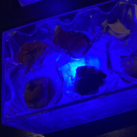MAIMON GINZA - 