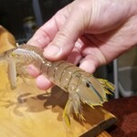 鮨匠 のむら - (21)蝦蛄(鹿児島県出水産)【クリスタル蝦蛄】
      産卵期は初夏～夏、旬は包卵する初夏～夏
      枕崎から出水にかけて、白浜の砂浜が点在、特に日本の三大海浜砂丘の吹上砂丘があり、良質な海底環境で育っています